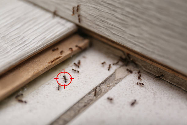 Best Wasp Removal Services  in Irvington, KY