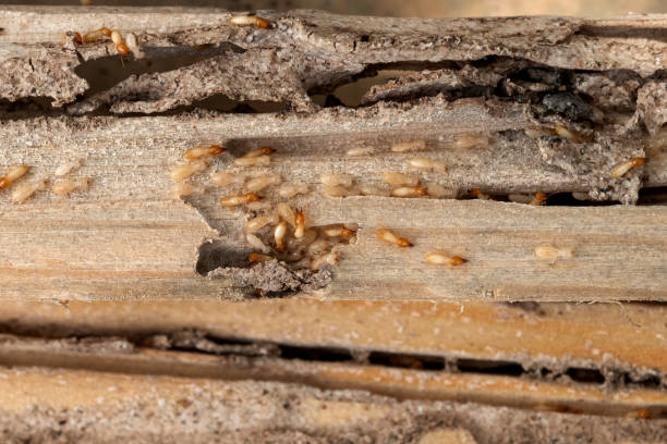 Best Bed Bug Extermination  in Irvington, KY